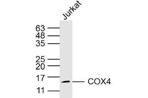 Jurkey cell lysates probed with COX4 (8D8) Monoclonal Antibody, Unconjugated (bsm-33037M) at 1:300 overnight at 4˚C. (COX IV Antikörper)