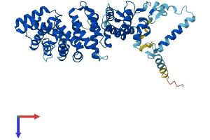 RIC8A Protein (AA 1-530) (His tag)