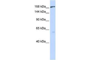Western Blotting (WB) image for anti-ATP-Binding Cassette, Sub-Family C (CFTR/MRP), Member 1 (ABCC1) antibody (ABIN2458767) (ABCC1 Antikörper)