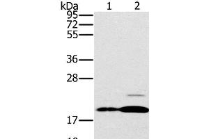 Western Blot analysis of Mouse brain and heart tissue using PTP4A2 Polyclonal Antibody at dilution of 1:200 (PTP4A2 Antikörper)
