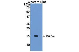 Western Blotting (WB) image for anti-Chemokine (C-C Motif) Ligand 8 (CCL8) (AA 1-99) antibody (ABIN3209384) (CCL8 Antikörper  (AA 1-99))