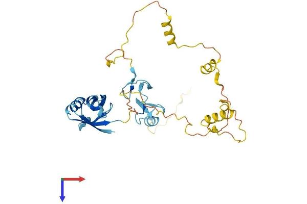 PDLIM3 Protein (AA 1-316) (His tag)