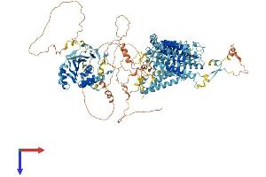 NBC4 Protein (AA 1-1137) (His tag)