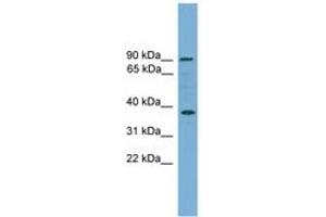 Image no. 1 for anti-Hepatocyte Growth Factor (Hepapoietin A, Scatter Factor) (HGF) (AA 431-480) antibody (ABIN6744770)