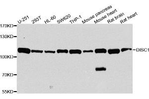 Western blot analysis of extracts of various cell lines, using DISC1 antibody. (DISC1 Antikörper)