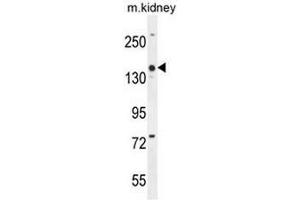 COBL Antibody (N-term) western blot analysis in mouse kidney tissue lysates (35µg/lane). (COBL Antikörper  (N-Term))