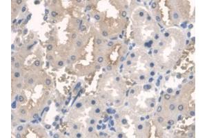 IHC-P analysis of Rat Kidney Tissue, with DAB staining. (ARNTL Antikörper  (AA 1-169))