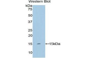 Western Blotting (WB) image for anti-Keratin 2 (KRT2) (AA 7-160) antibody (ABIN1859577) (Keratin 2 Antikörper  (AA 7-160))