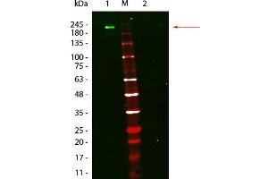 Fluorescent: Anti-Mouse Ig DyLight 800 - Western Blot. (Fluorescent TrueBlot®: Anti-Maus Ig DyLight™ 800)