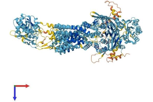 ABCA5 Protein (AA 1-1642) (His tag)