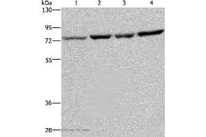 Western blot analysis of A549, PC3, Hela and LoVo cell, using PABPC1 Polyclonal Antibody at dilution of 1:500 (PABP Antikörper)