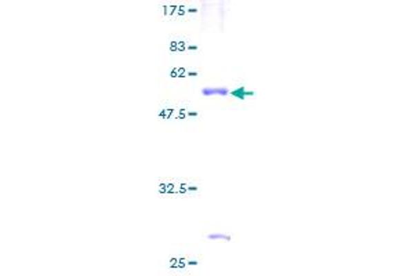 C4BPB Protein (AA 1-251) (GST tag)