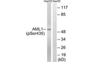 Western blot analysis of extracts from HepG2 cells treated with PMA 125ng/ml 30', using AML1 (Phospho-Ser435) Antibody.