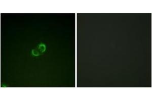 Immunofluorescence analysis of A549 cells, using CD50/ICAM-3 (Ab-518) Antibody.