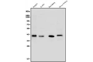Western blot analysis of ARG2 using anti-ARG2 antibody (ABIN7599304).