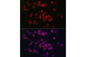 Immunofluorescence analysis of THP-1 cells using CD68 Rabbit pAb (ABIN7266212) at dilution of 1:150 (40x lens). (CD68 Antikörper  (AA 16-200))