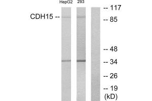 Western Blotting (WB) image for anti-M-Cadherin (CDH15) (N-Term) antibody (ABIN1850217) (CDH15 Antikörper  (N-Term))
