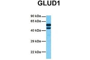 Host:  Rabbit  Target Name:  GLUD1  Sample Tissue:  Human Fetal Liver  Antibody Dilution:  1.