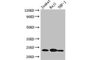 Western Blot Positive WB detected in: Jurkat whole cell lysate, Raji whole cell lysate, THP-1 whole cell lysate All lanes: ARHGDIB antibody at 3 μg/mL Secondary Goat polyclonal to rabbit IgG at 1/50000 dilution Predicted band size: 23 kDa Observed band size: 23 kDa
