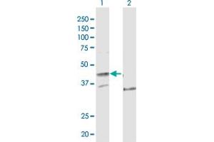 Western Blot analysis of POLE expression in transfected 293T cell line by POLE MaxPab polyclonal antibody. (POLE Antikörper  (AA 1-370))