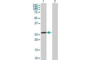 Western Blot analysis of HOXB1 expression in transfected 293T cell line by HOXB1 MaxPab polyclonal antibody. (HOXB1 Antikörper  (AA 1-235))