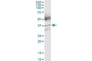 Immunoprecipitation (IP) image for anti-Activin A Receptor, Type IIB (ACVR2B) (AA 1-303) antibody (ABIN513103)