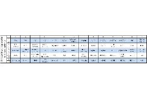 Image no. 1 for Human Obesity Array C1 (ABIN625508) (Human Obesity Array C1)