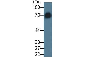 Western blot analysis of Mouse Serum, using Rat KNG1 Antibody (5 µg/ml) and HRP-conjugated Goat Anti-Rabbit antibody ( (KNG1 Antikörper  (AA 19-380))