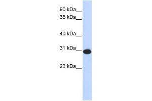 CAMLG antibody used at 1 ug/ml to detect target protein.