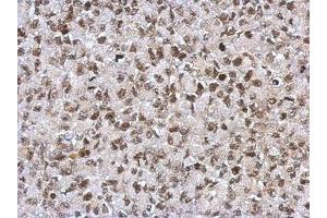 Image no. 1 for anti-Sin3A-Associated Protein, 130kDa (SAP130) (N-Term) antibody (ABIN1494118) (SAP130 Antikörper  (N-Term))