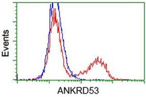 HEK293T cells transfected with either RC206701 overexpress plasmid (Red) or empty vector control plasmid (Blue) were immunostained by anti-ANKRD53 antibody (ABIN2454354), and then analyzed by flow cytometry. (ANKRD53 Antikörper  (AA 1-300))