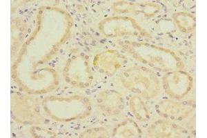Immunohistochemistry of paraffin-embedded human kidney tissue using ABIN7163286 at dilution of 1:100 (PGAM2 Antikörper  (AA 1-253))