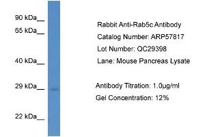 Western Blotting (WB) image for anti-RAB5C, Member RAS Oncogene Family (Rab5c) (C-Term) antibody (ABIN2787409) (Rab5c Antikörper  (C-Term))