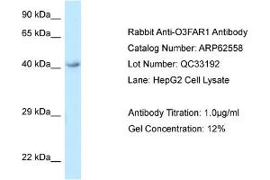 Western Blotting (WB) image for anti-omega-3 Fatty Acid Receptor 1 (O3FAR1) (C-Term) antibody (ABIN2789179)