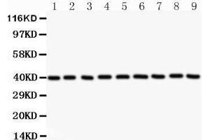 Western Blotting (WB) image for anti-Apurinic/Apyrimidinic Endonuclease 1 (APEX1) (AA 2-318) antibody (ABIN3043785) (APEX1 Antikörper  (AA 2-318))