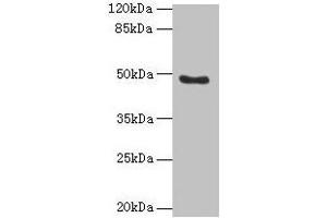 Western blot All lanes: RBBP7 antibody at 10 μg/mL + 293T whole cell lysate Secondary Goat polyclonal to rabbit IgG at 1/10000 dilution Predicted band size: 48, 53 kDa Observed band size: 48 kDa (RBBP7 Antikörper  (AA 1-425))