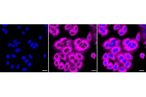 Immunocytochemical staining of HepG2 cells with Fatty acid synthase antibody (ABIN7798586), 1:1,000).