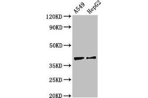 Western Blot Positive WB detected in: A549 whole cell lysate, HepG2 whole cell lysate All lanes: CCR10 antibody at 2. (CCR1 Antikörper  (AA 314-362))