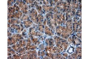 Immunohistochemical staining of paraffin-embedded liver tissue using anti-RC201933 mouse monoclonal antibody. (PIM2 Antikörper)