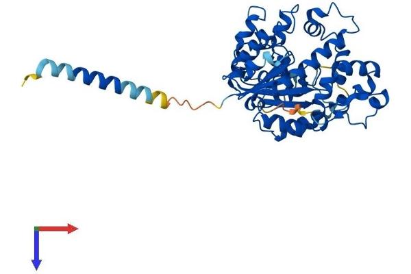 CHST4 Protein (AA 1-386) (His tag)
