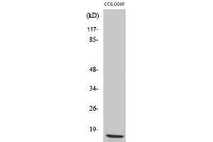 Western Blotting (WB) image for anti-Ribosomal Protein L36 (RPL36) (Internal Region) antibody (ABIN3186781) (RPL36 Antikörper  (Internal Region))
