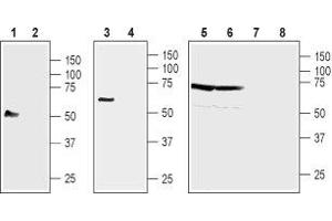 Western blot analysis of human acute monocytic leukemia cell line THP-1 (lanes 1 and 2), mouse B cell lymphoma cell line WEHI-231 (lanes 3 and 4), rat brain membranes (lanes 5 and 7) and mouse brain membranes (lanes 6 and 8): - 1,3,5,7. (NIPAL4 Antikörper  (2nd Extracellular Loop))