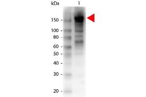 Western Blotting (WB) image for anti-alpha-2-Macroglobulin (A2M) antibody (Biotin) (ABIN1607633) (alpha 2 Macroglobulin Antikörper  (Biotin))