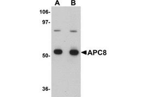 Western blot analysis of APC8 in K562 cell lysate with APC8 antibody at (A) 1 and (B) 2 μg/ml. (CDC23 Antikörper  (Center))