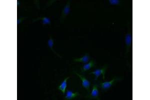 Immunofluorescence (IF) image for anti-Receptor Accessory Protein 4 (REEP4) (AA 78-257) antibody (ABIN7167447)