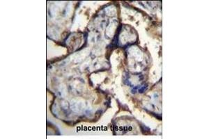 ITGA5 Antibody (Center) (ABIN656138 and ABIN2845477) immunohistochemistry analysis in formalin fixed and paraffin embedded human placenta tissue followed by peroxidase conjugation of the secondary antibody and DAB staining. (ITGA5 Antikörper  (AA 575-602))