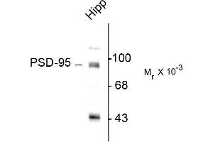 Western blots of rat hippocampal (Hipp) lysate showing specific immunolabeling of the ~95k PSD-95 protein. (DLG4 Antikörper  (N-Term))