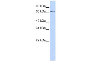WB Suggested Anti-KLHL26 Antibody Titration:  0. (KLHL26 Antikörper  (N-Term))