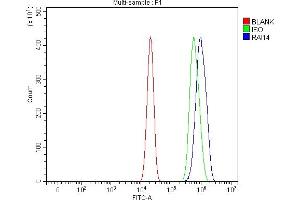 Flow Cytometry analysis of U2OS cells using anti-RAI14 antibody (ABIN7601980). (RAI14 Antikörper  (AA 53-680))