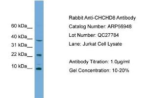 WB Suggested Anti-CHCHD8  Antibody Titration: 0. (COA4 Antikörper  (Middle Region))